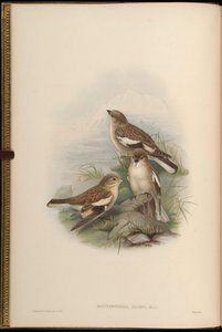Montifringilla adamsi 作： John Gould